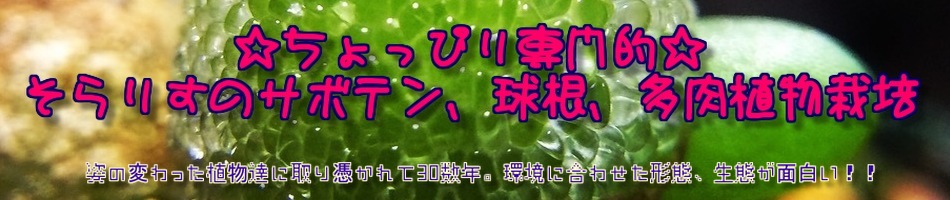 貝殻草 ヘリクリサム をいただきました ちょっぴり専門的 そらりすのサボテン 球根 多肉植物栽培