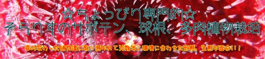 培養土の素材一覧 ちょっぴり専門的 そらりすのサボテン 球根 多肉植物栽培