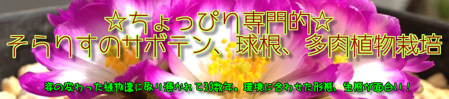 貝殻草 ヘリクリサム をいただきました ちょっぴり専門的 そらりすのサボテン 球根 多肉植物栽培