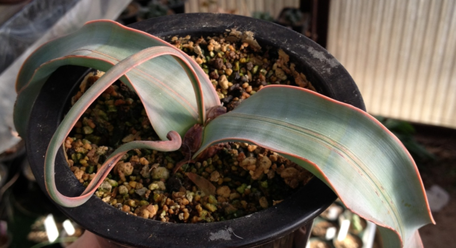 Welwitschia Mirabiris 奇想天外 キソウテンガイ について ちょっぴり専門的 そらりすのサボテン 球根 多肉植物栽培