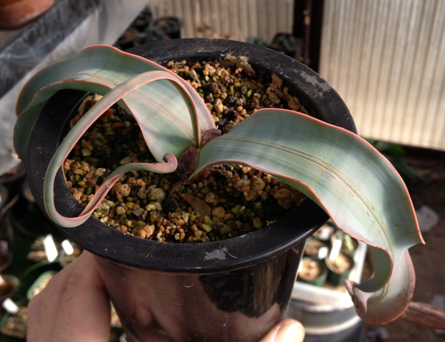 ウェルウィッチア ミラビリス ( Welwitschia mirabilis ) 奇想天外