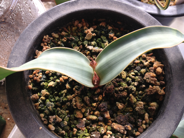 ウェルウィッチア ミラビリス ( Welwitschia mirabilis )の実生方法 