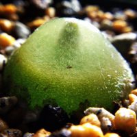 4月 19 ちょっぴり専門的 そらりすのサボテン 球根 多肉植物栽培