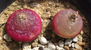 コノフィツム ブルゲリ Conophytum Burgeri について 19年版 ちょっぴり専門的 そらりすのサボテン 球根 多肉植物栽培