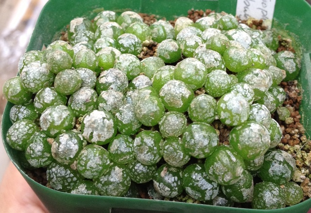 コノフィツム ブルゲリ Conophytum Burgeri 初めての植え替え ちょっぴり専門的 そらりすのサボテン 球根 多肉植物栽培