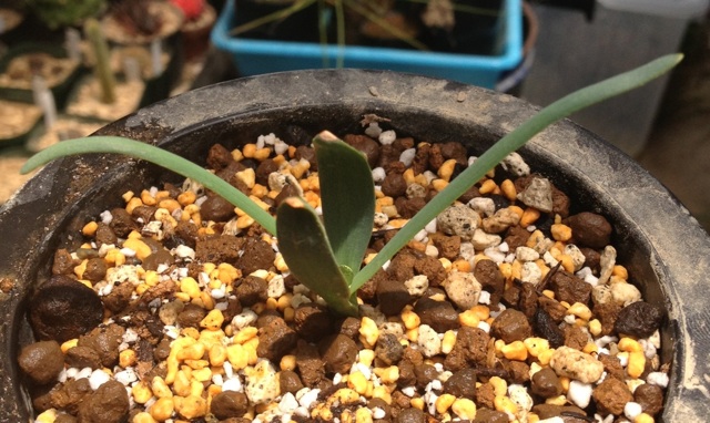 ウェルウィッチア ミラビリス ( Welwitschia mirabilis ) 植え替え方法 