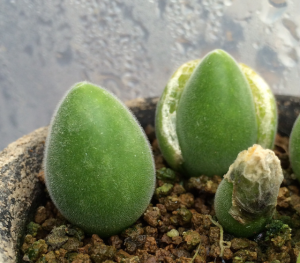 ムイリア ホルテンセ ( Muiria hortenseae ) 宝輝玉について | ☆ちょっぴり専門的☆そらりすのサボテン、球根、多肉植物栽培