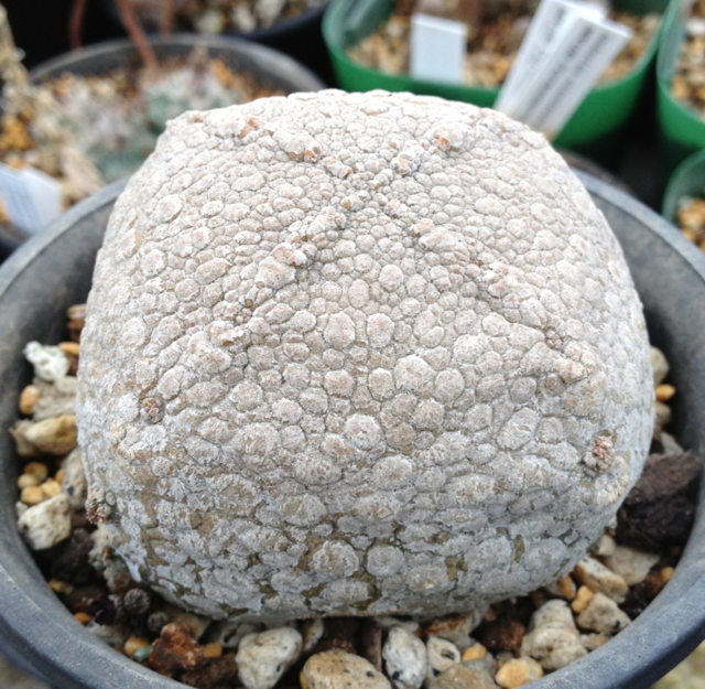 プセウドリトス ハラルドヘラヌス (Pseudolithos harardheranus 